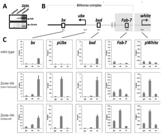 Figure  2.5:  Chromatin-IP analysis of Zeste-HA and Ph occupancy at target loci. A. 