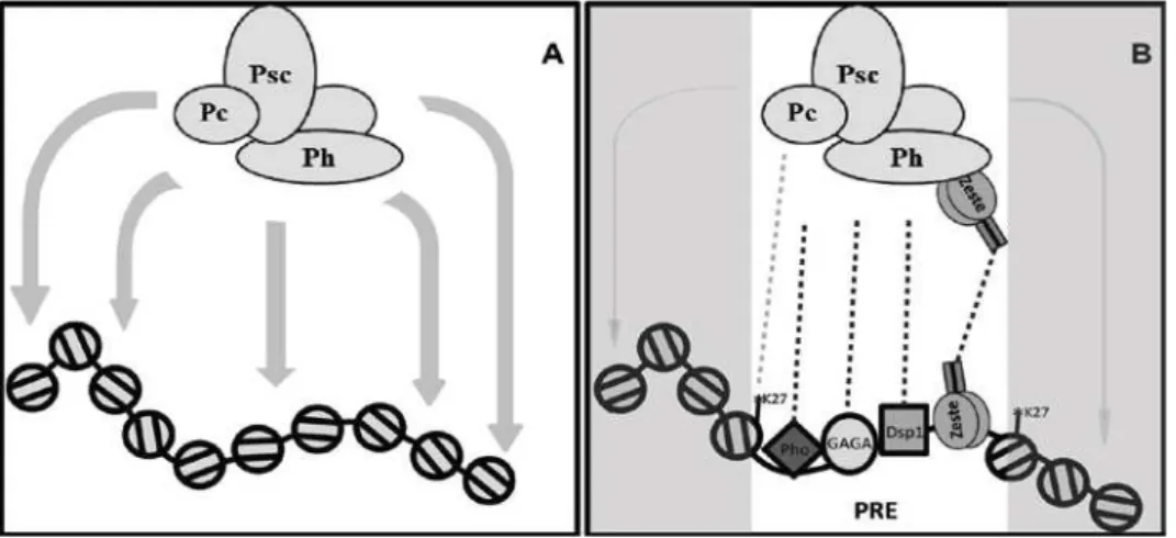 Figure  2.6:  Model for the contribution of Zeste and other PRE-binding proteins to the  activities of PRC1