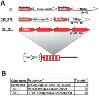 Figure 3.1: Structure of the TAS repeats and PICh capture probes. A. Schematic of the  TAS repeats structure (see text for details): TAS repeats are adjacent to the telomeric  retrotransposon arrays (TART, HeT-A), and are organized as a single repeat unit 