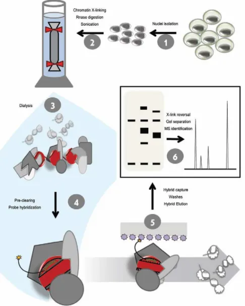 Figure 3.3: The optimized PICh protocol. Cell cultures are harvested and nuclei isolated  (1); Nuclei are crosslinked, RNA digested, and chromatin is solubilized by sonication (2); 