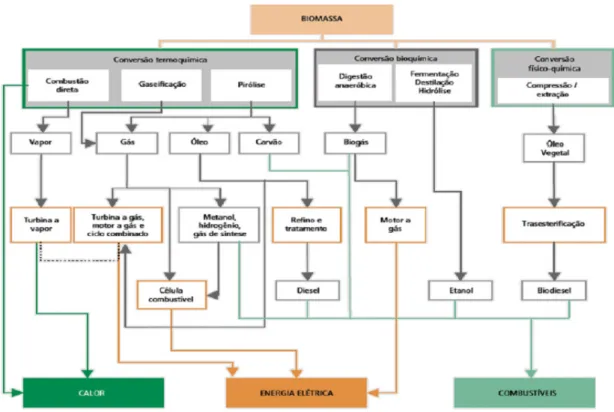 Figura 1.1 - Processos de conversão da biomassa vegetal (Fonte: EPE, 2007)