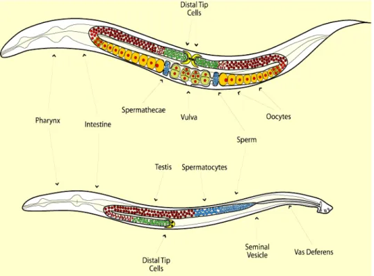 Figure  1.5:  Schematic  representation  of  the  morphology  of  C.  elegans  hermaphrodites  and males