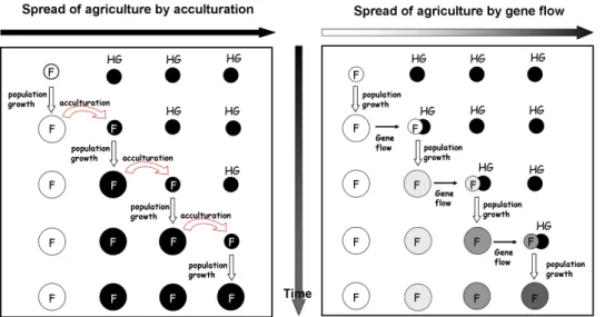 Figure 1.3: Cultural and Demic diffusion models - Two different models to explain the spread of agriculture