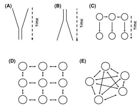 Figure 1.4: Demographic models used in Population Genetics - (A) Bottleneck, (B) expansion and (C) admixture represent some of the non-equilibrium models used in Population Genetics