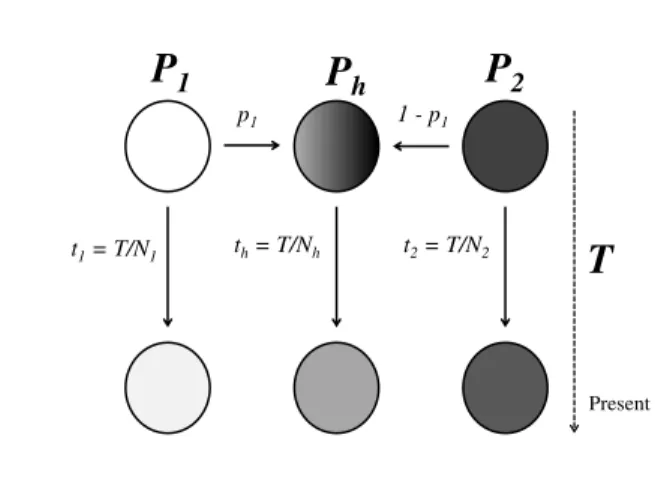 Figure 1.6: Admixture model - In this model, two populations join together sometime in the past to create an hybrid population