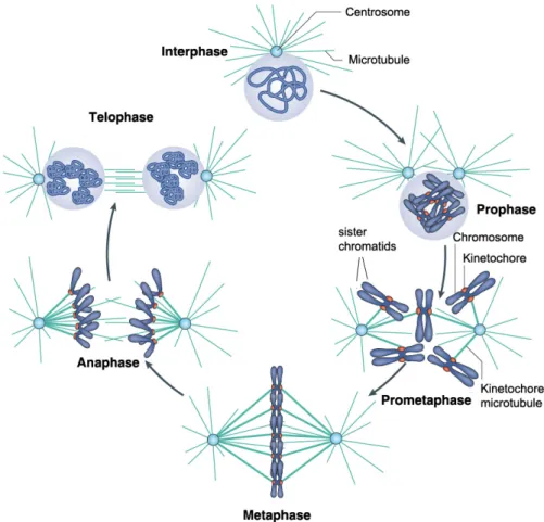 Figure 1.2. The stages of mitosis in animal cells. The various stages of the cell cycle are  depicted