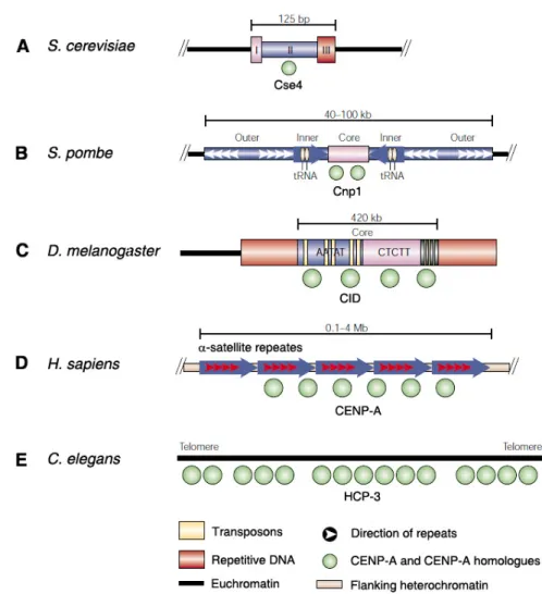 Figure  1.5.  Organization  of  centromeric  chromatin  in  different  eukaryotes.  The  DNA  sequence of centromeres differs between species, but the presence and function of CENP-A  and  its  homologues  (shown  in  green)  at  centromeres  is  highly  c