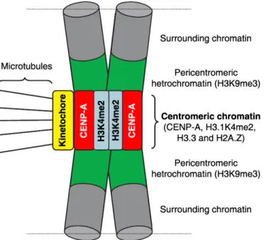 Figure  1.6.  The  unique  organization  of  centromeric  chromatin  and  pericentromeric  heterochromatin