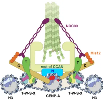 Figure  1.7.  The  CCAN  forms  a  bridge  between  centromeric  DNA  and  microtubule  plus  ends