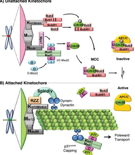 Figure 1.8. APC/C inhibitory signals generated by the mitotic checkpoint. A) The mitotic  checkpoint signal is maintained by the presence of unattached kinetochores