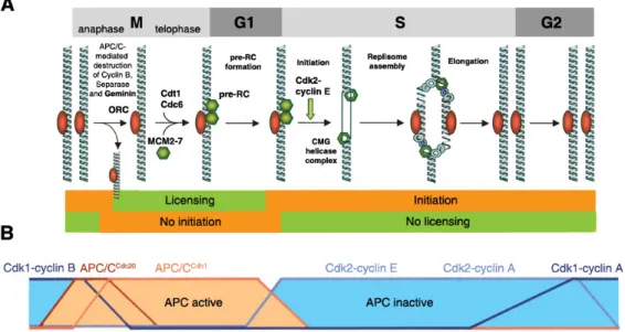 Figure 1.12. Two-step model for the cell cycle regulation of eukaryotic DNA replication