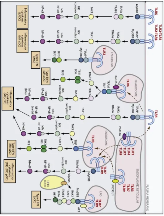 Figure 1.2  –  TLR trafficking and signalling. (from Kaway &amp; Akira, 2011) 