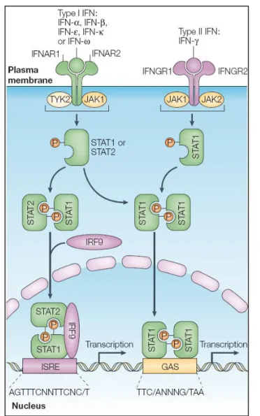 Figure 1.4 – Activation of classical JAK-STAT pathway by type I and type  II IFNs. (from Platanias et al., 2005)
