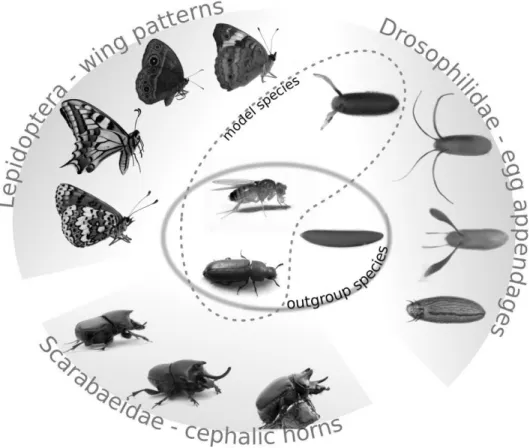 Figure 1.1: Examples of evolutionary novelties in insects. The central oval indicates species without the novel feature, used for comparative study