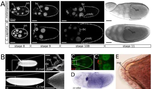 Figure 2.2: Oogenesis and eggshell phenotypes of D. melanogaster and C. capitata. Posterior is always to the right