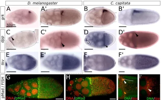 Figure 2.3: Activity of Dpp and EGF pathways in D. melanogaster and C. capitata oogenesis