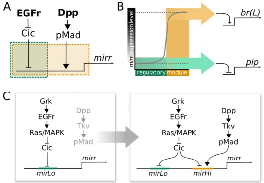 Figure 2.5: A proposal for the evolution of mirr regulation in D.