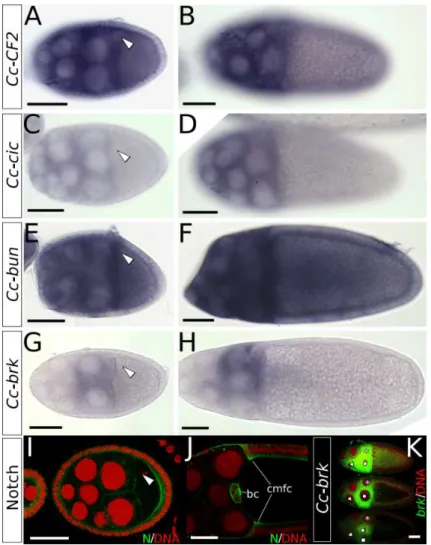 Figure 2.6: Expression of CF2, cic, bun, brk, and Notch in C. capitata.