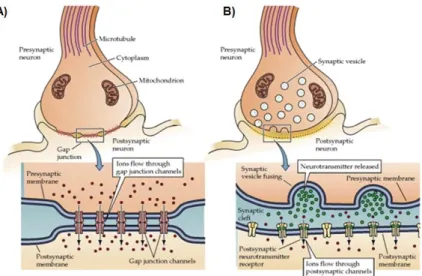 Figure 1.4. Synapse types: (A) electrical and (B) chemical. Adapted from (Purves et al