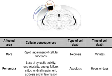 Figure  1.6.  Schematic  representation  of  a  slice  of  the  human  brain. In  an  hypoxic-ischemic  and  reperfusion  episode,  one  may  consider  the  formation  of  distinct  brain  regions,  core,  where  the  more  severe consequences occur and pe