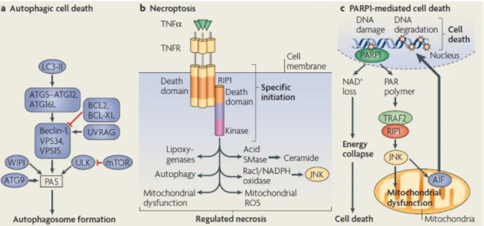 Figure 1.8. Regulated non-apoptotic cell death. Adapted from (Ow et al. 2008)