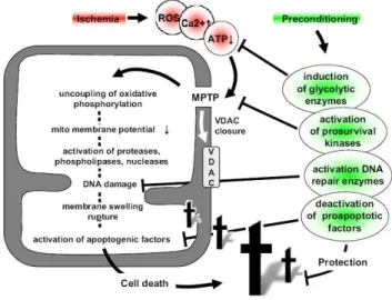 Figure 1.9. Preconditioning and mitochondria. Adapted from (Dirnagl and Meisel 2008).