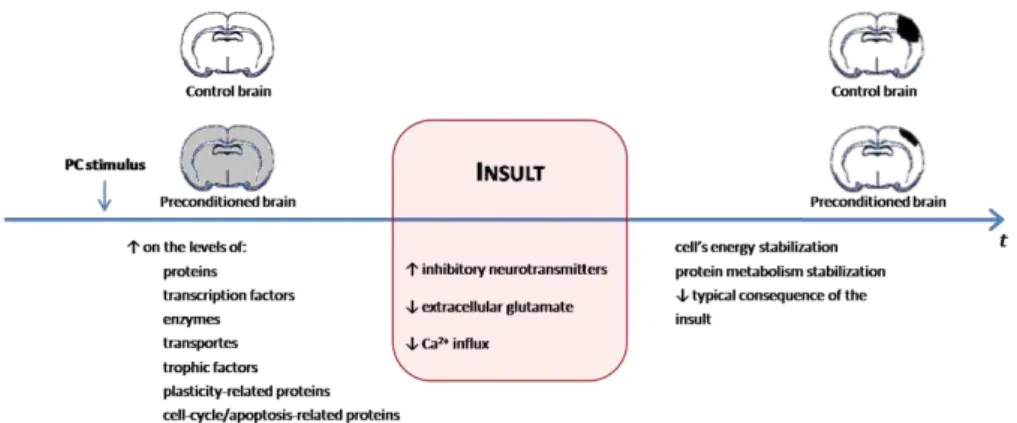 Figure 1.10. General mechanisms of preconditioning in the brain. Adapted from (Dirnagl et al