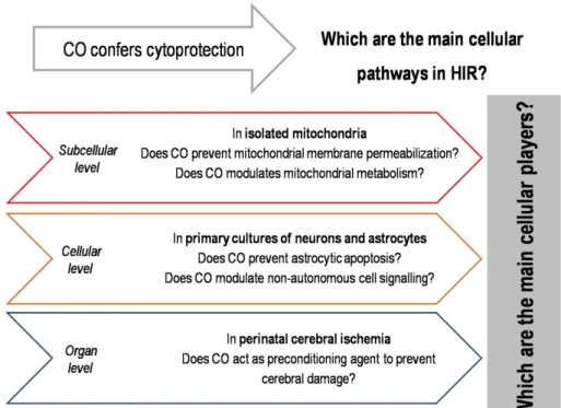 Figure 1.12. Main questions and systems of this thesis. 