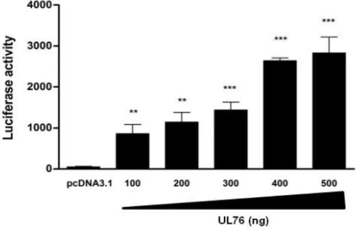 Figure  2.2.  UL76  activates  IL-8  promoter  transcription.  293T  cells  were  co-transfected  with  pCDNA3.1  or  pCDNA3.1HA-UL76,  IL-8  luciferase  reporter  and  -Galactosidase  plasmid