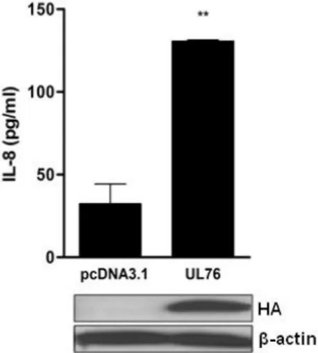 Figure  2.3.  UL76  induces  IL-8  secretion.  293T  cells  were  transfected  with 300 ng of control plasmid or UL76 expression plasmid