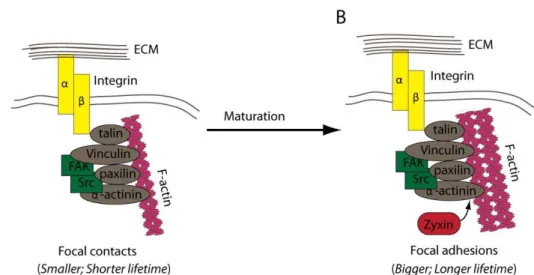 Figure 1.2 Cartoons representing the major components of cell-matrix adhesion structures and  the process of their maturation