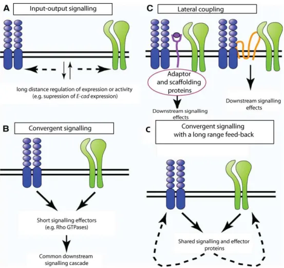 Figure  1.3  The  Schematic  representation  of  the  types  of  interactions  between  Adherens  Junctions and Focal adhesions