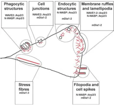 Figure 1.5 Schematic representation of the localization and function of the Arp2/3 complex and  Formins in mammalian cells