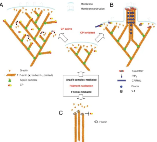 Figure 1.7 Schematic representations of the contribution of Capping Protein into the formation  of distinct actin filaments- based structures