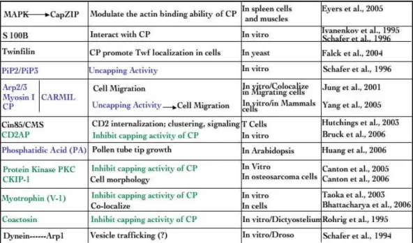 Table 1 Capping Protein interactors  