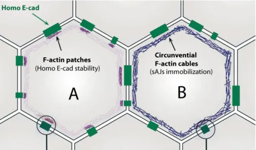 Figure  1.8  Diagram  representing  two  different  F-actin  pools  that  contribute  to  Adherens  Junctions stability