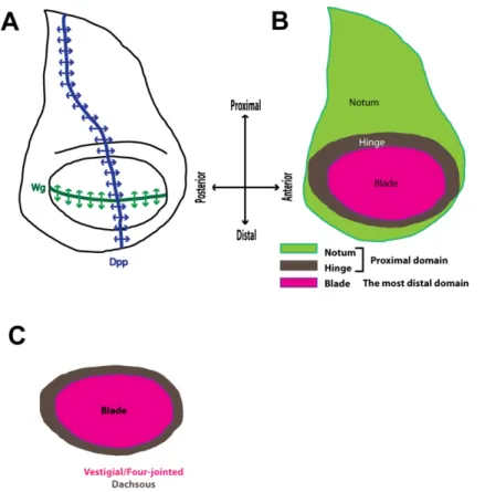 Figure  1.9  Schematic  representation  of  the  structure  of  the  3 rd   instar  wing  imaginal  disc  of  Drosophila melanogaster