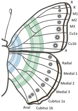 Figure 1.4: The Nymphalidae Groundplan. Basal (blue), central (green), and border (brown + border ocelli) symmetry systems