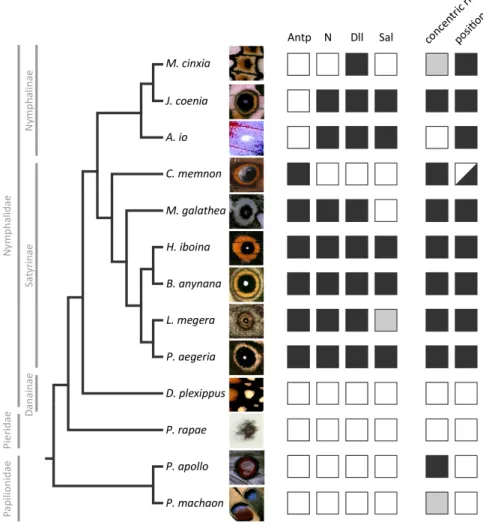 Figure 2.3: Summary of expression data for the four developmental genes and adult (eye)spot traits