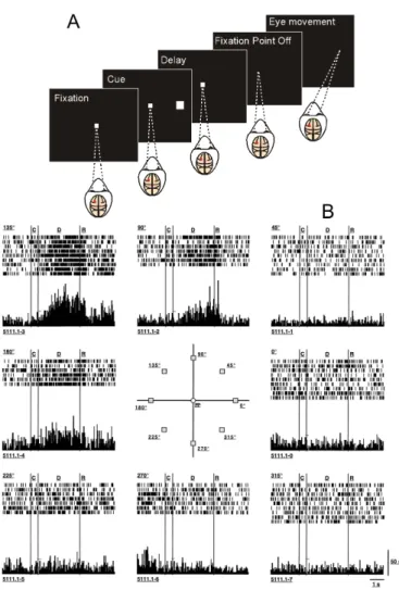 Figure 1.1. Sequence of events and neural responses in the oculomotor delayed-response task