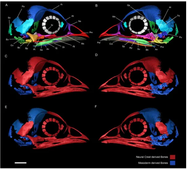 Fig. 2 Right side of a chicken embryo skull at HH40. A, Lateral  view  with  ossification  centers  identified  with  different  colors