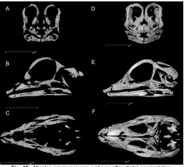 Fig.  12.  Alligator  mississippiensis  embryos  after  digital  segmentation. 