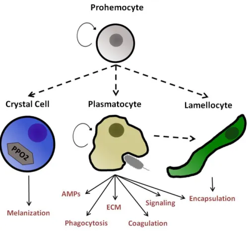 Figure  1.1  –   Hemocyte  types  and  their  functions  in  Drosophila  melanogaster