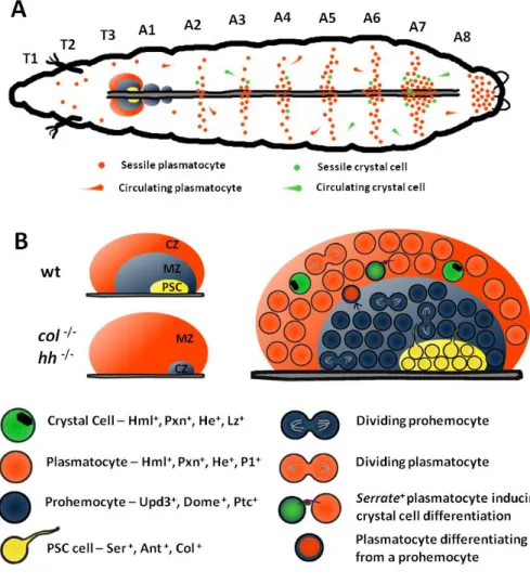 Figure  1.2  –   Hemocytes  during  larval  stages  (A)  The  majority  of  plasmatocytes  (orange  dots)  and  crystal  cells  (green  dots)  during  larval  stages  are  clustered  in  patches  underneath  the  epidermis
