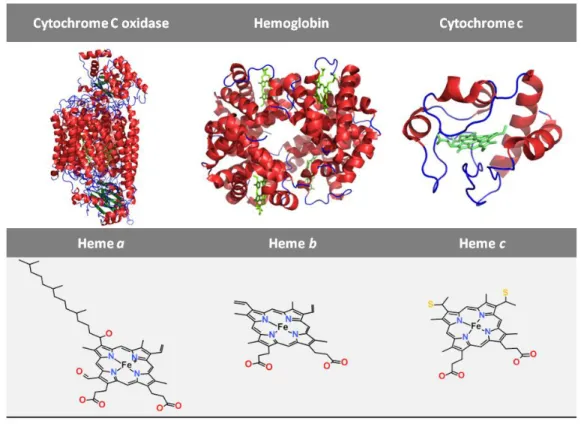 Figure 1: Hemoproteins containing the most common heme types. Crystalographic structure  of bovine heart cytochrome C oxidase (PDB ID: 1OCC), human hemoglobin (PDB ID: 2W6V) and  horse  heart  cytochrome  c  (PDB  ID:  1HRC)  (upper)  and  their  prostheti