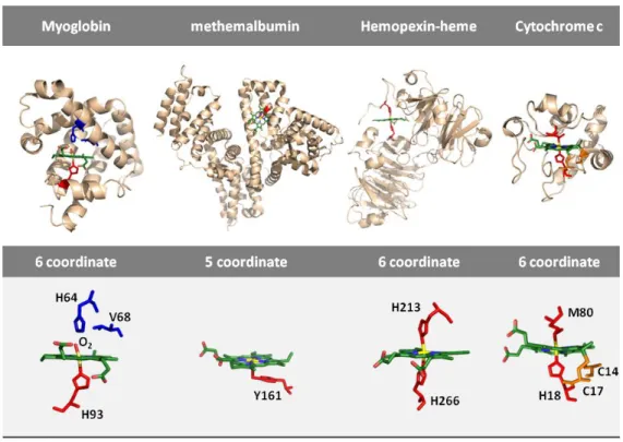 Figure 3: Hemoproteins with their respective heme pockets.  Structure of human sperm whale  oxymyoglobin  (PDB  ID:  1MBN),  methemalbumin  (PDB  ID:  1N5U),  rabbit  heme  scavenger  hemopexin bound to heme (PDB ID: 1QJS) and horse heart cytochrome c (PDB
