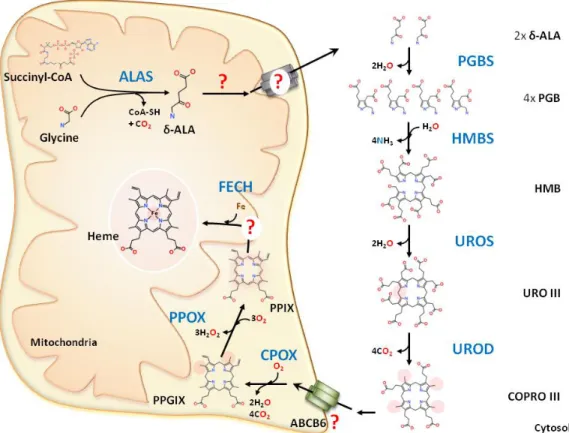 Figure  5:  Heme  biosynthesis.    The  first  step  of  heme  biosynthesis  occurs  in  the  mitochondrial  matrix  with  the  condensation  of  glycine  and  succinyl-CoA  by  the  mitochondrial  δ-aminolevulinate  synthase (ALAS) to generate δ-aminolevu