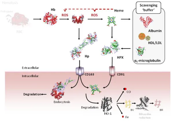 Figure  7:  Heme  scavengers.  There  are  several  extracellular  proteins  that  can  bind  heme  transiently  conferring  protection  against  “free  heme”  released  from cell  free  Hb  during  hemolysis