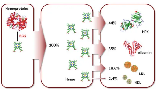 Figure 8: Predicted heme distribution in plasma. When released, 44%, 35%, 18,6% and 2,4% of  the  “free heme”  is  bound  to hemopexin,  albumin,  HDL  and  LDL,  respectively