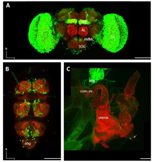 Figure  2.3.  Expression  pattern  of  apterous-GAL4  in  brain,  ventral  nerve  cord  (VNC) and reproductive system 